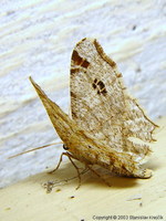 Macaria alternata - Sharp-angled Peacock