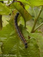Malacosoma neustria - The Lackey