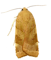 Noctua fimbriata - Broad-bordered Yellow Underwing