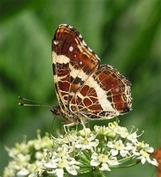 Araschnia levana levana f. prorsa - Map Butterfly