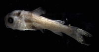 Chrysichthys maurus, :