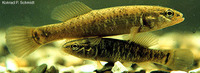 Umbra limi, Central mudminnow: aquarium