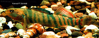 Etheostoma caeruleum, Rainbow darter: