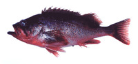 Sebastes polyspinis, Northern rockfish:
