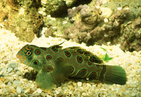 Synchiropus picturatus, Picturesque dragonet: aquarium