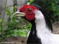 Silver Pheasant Lophura nycthemera nycthemera