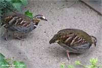 Collared Hill-Partridge Arborophila gingica