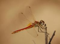 Sympetrum fonscolombii - Red-veined Darter