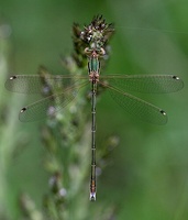 Lestes barbarus