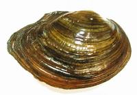 Sinanodonta woodiana - Adventive swan-mussel