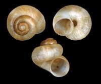 Valvata piscinalis - European stream valvata