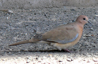 Streptopelia senegalensis phoenicophila