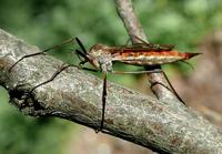 Image of: Tipula dorsimacula