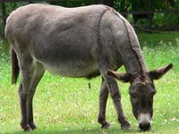 Equus africanus asinus - Donkey