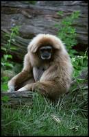 Hylobates lar - White-handed Gibbon