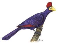 Image of: Musophaga rossae (Ross's turaco)