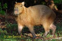 Hydrochaeris hydrochaeris - Capybara