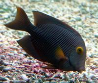 Ctenochaetus strigosus - Bristletoothed Surgeonfish