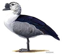 Image of: Sarkidiornis melanotos (comb duck)