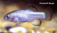 Image of: Cyprinodon diabolis (devils hole pupfish)