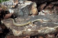 Image of: Eumeces obsoletus (great plains skink)