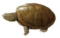 Image of: Pelomedusa subrufa (helmeted turtle)