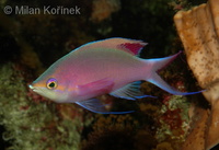 Pseudanthias tuka - Purple Anthias