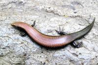 Chalcides viridanus - West Canary Skink