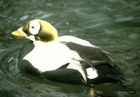 Spectacled Eider - Somateria fischeri