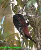 White-backed Woodpecker - Dendrocopos leucotos