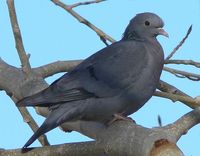 Stock Pigeon - Columba oenas