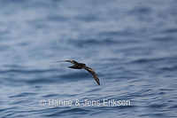 Swinhoe's Storm-petrel - Oceanodroma monorhis