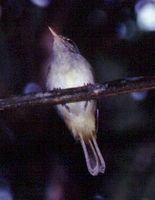 Philippine Leaf Warbler - Phylloscopus olivaceus