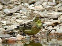 Yellowhammer - Emberiza citrinella