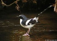 Slaty-backed Forktail - Enicurus schistaceus