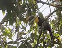 Chestnut-mandibled Toucan (Ramphastos swainsonii) photo