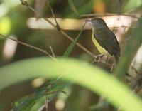 Scrub Greenlet (Hylophilus flavipes) photo