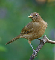 Clay-colored Robin (Turdus grayi) photo