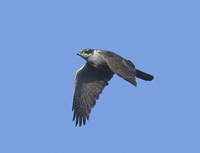 Northern Goshawk (Accipiter gentilis) photo