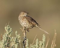 Sage Thrasher (Oreoscoptes montanus) photo