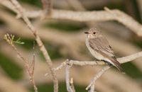 Spotted Flycatcher (Muscicapa striata) photo