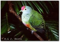 Rose-crowned Fruit-Dove - Ptilinopus regina