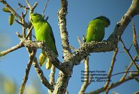 Blue-winged Parrotlet - Forpus xanthopterygius