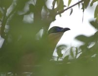 Running Coua - Coua cursor