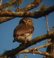 Tamaulipas Pygmy-Owl - Glaucidium sanchezi