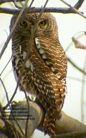 African Barred Owlet - Glaucidium capense