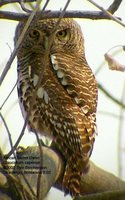 African Barred Owlet - Glaucidium capense