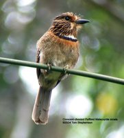 Crescent-chested Puffbird - Malacoptila striata