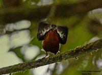 Club-winged Manakin - Machaeropterus deliciosus