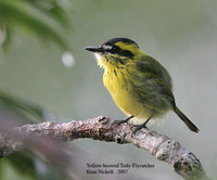 Yellow-browed Tody-Flycatcher - Todirostrum chrysocrotaphum